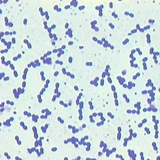 RICERCA PARAMETRI MICROBIOLOGICI Per la valutazione e l'attribuzione dello stato di qualità delle acque di balneazione