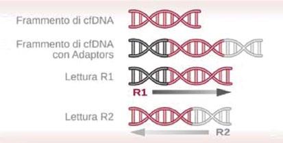 conteggio Ricerca di mutazioni nel DNA fetale Determinazione della frazione