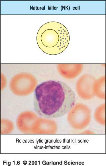 Cellule Natural Killer Le cellule NK fanno parte di un tipo cellulare definito sulla base di proprietà morfologiche con il