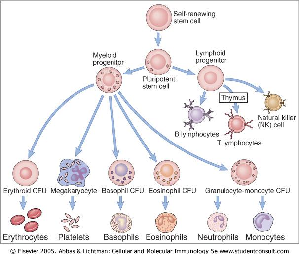 CFU=unità formante colonie Le cellule effettrici più numerose del SI innato sono cellule derivate dal