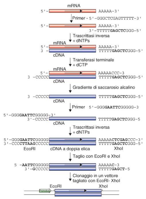 Clonaggio direzionale dei cdna DNA polimerasi + dntp Vantaggio: