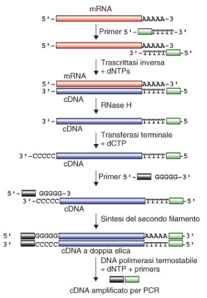 Costruzione di una genoteca di cdna mediante RT-PCR Se si utilizzano primer universali si amplificano tutti i cdna presenti nel campione di partenza.
