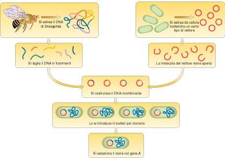 1. Isolamento del DNA da un organismo Tappe per la costruzione di una genoteca genomica 2. Taglio del DNA in frammenti 3.
