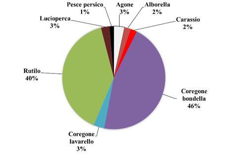 catturato nelle reti pelagiche nell area  dx) del Lago