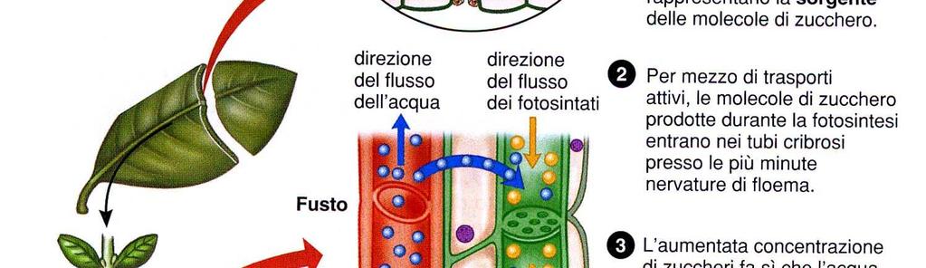 dei