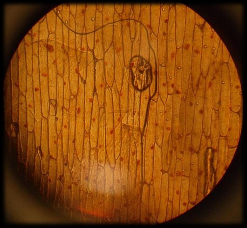 COM E LA STRUTTURA DELLA CELLULA IN UN ORGANISMO VEGETALE? Cambiamo oculare e mettiamo un ingrandimento più forte.