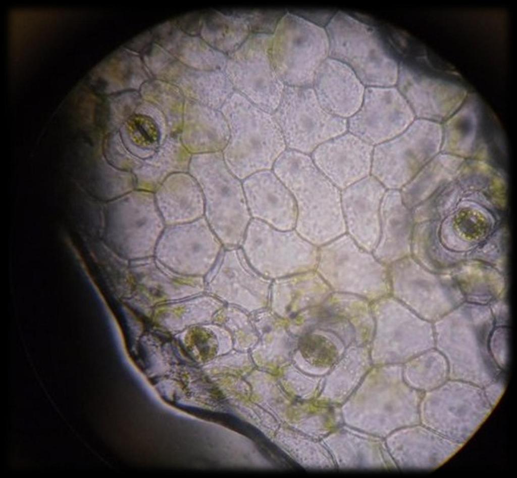 OSSERVIAMO ORA LA FOGLIA CON 400 INGRANDIMENTI Utilizzando un obiettivo più potente possiamo vedere più da vicino le cellule e notare alcuni stomi.