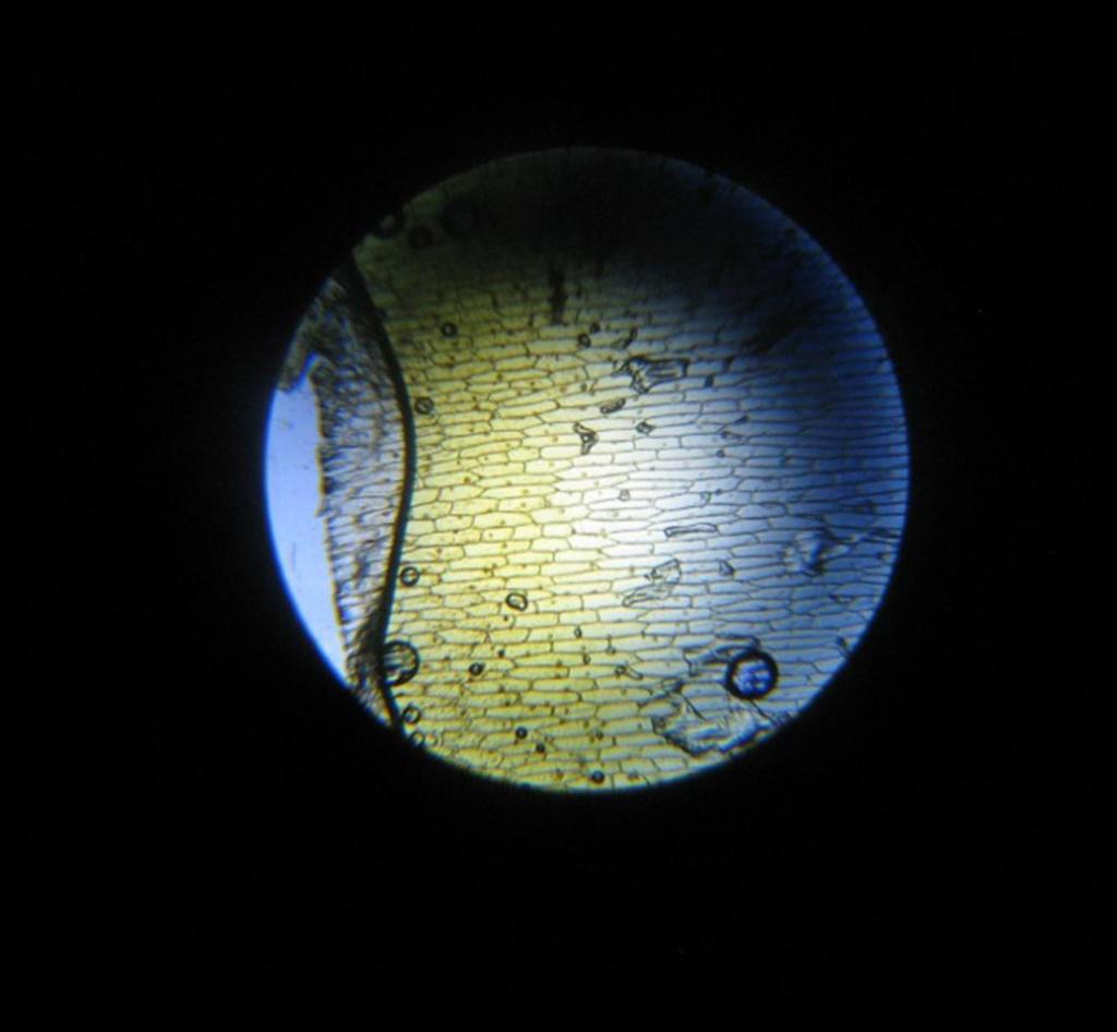 LAVORIAMO IN AUTONOMIA In classe 3^ abbiamo avuto la possibilità di continuare gli esperimenti in modo autonomo, perché la madre di un alunno ci ha messo a disposizione il suo microscopio.