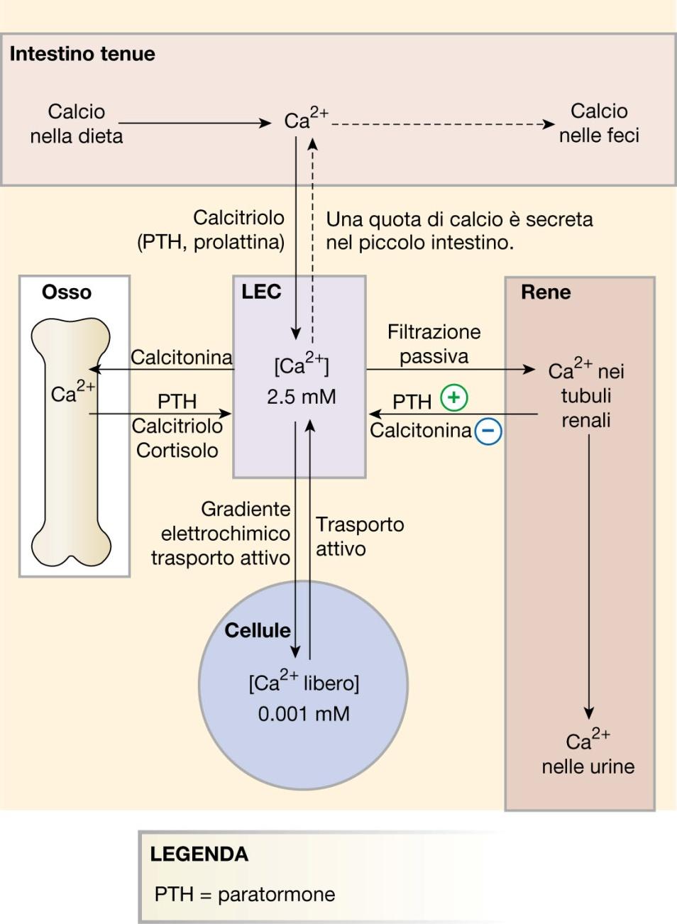 Regolazione endocrina del metabolismo del calcio Omeostasi del calcio (risposta rapida) Bilancio del calcio (risposta lenta) 1. Ormone paratiroideo 2.