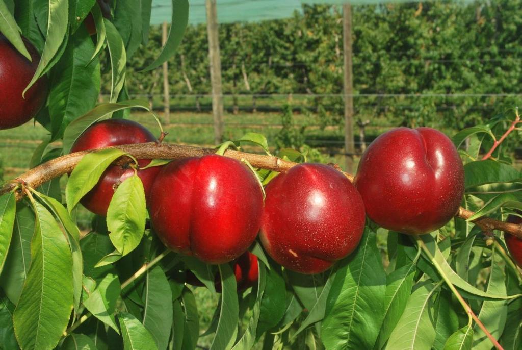 Forma rotonda regolare Aspetto molto attraente, sovraccolore rosso scuro, intenso e