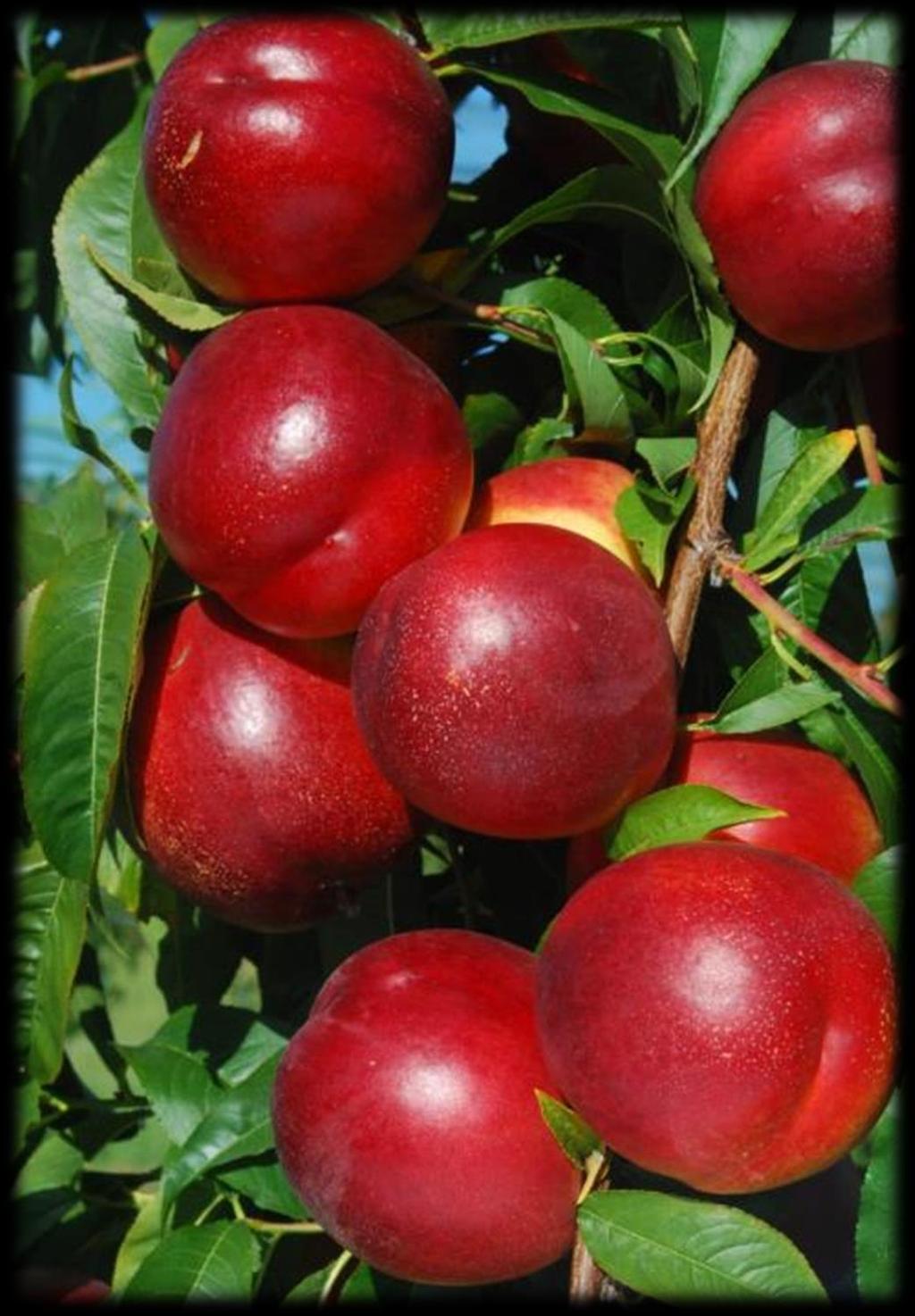 Nectagala* Nectapom 32 Polpa a lento intenerimento Frutto rotondo-oblungo non molto regolare Sovraccolore rosso molto intenso di tonalità scura, poco luminoso.