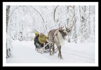 2 giorno Rovaniemi - Fattoria delle Renne e Safari con gli Husky Colazione in hotel e visita ad un allevamento di renne, dove si apprenderanno tante nozioni sulla vita di questi animali simbolo dei