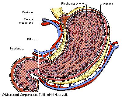 LO STOMACO Situato nella parte sinistra del corpo al di sotto del diaframma, lo stomaco è un organo muscolare a forma di sacco preposto alla demolizione degli alimenti provenienti dall'esofago e