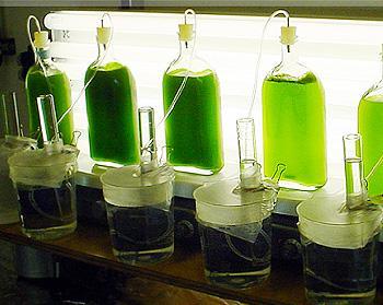 Vantaggi dei lipidi a alghe Coltivazione su aree marginali/degradate Alghe fotosintetiche / fissatrici CO2 Collegamento con