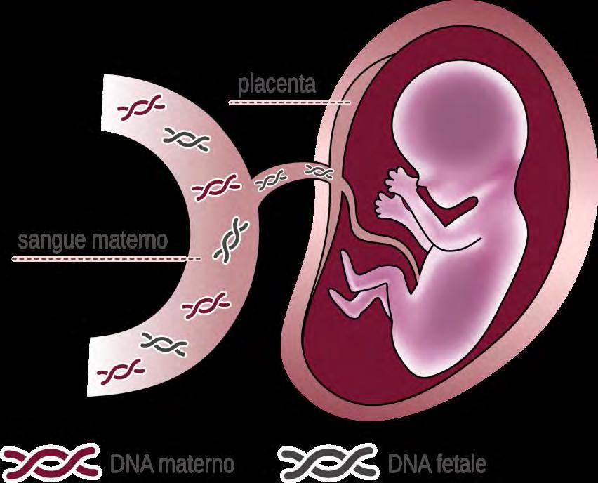 Il DNA fetale libero (cfdna) circolante nel sangue materno Durante la gravidanza, alcuni frammenti del Dna del