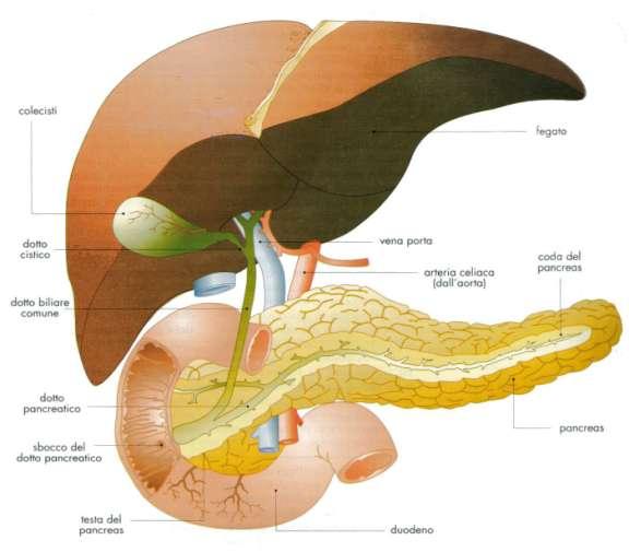 6 dal fegato. La quantità di bile secreta dal fegato giornalmente oscilla tra 800 e 1000 cc. La secrezione di bile avviene in maniera continua nell arco delle 24 ore.