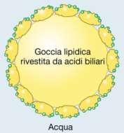 - Caratteristiche idrofiliche ed idrofobiche degli acidi biliari e schema di interazione acidi biliari lipidi - acqua In soluzione il comportamento degli acidi biliari dipende dalla loro