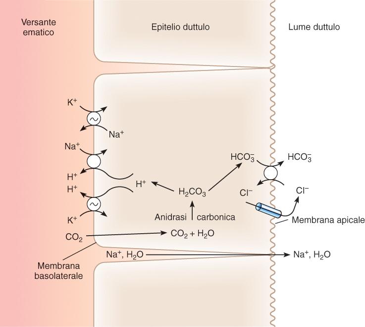 Il pancreas esocrino La massima parte del pancreas svolge funzioni esocrine Scarso volume di succo contenente enzimi digestivi ed elevata