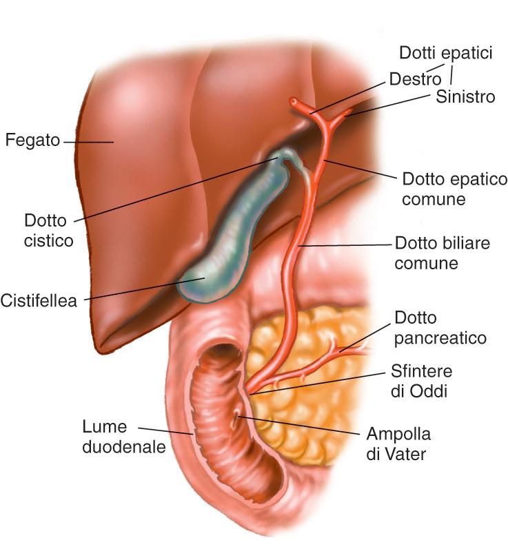 Secrezione biliare Sistema dei dotti biliari Bile: prodotta dal fegato; 0.6-1,2 L/die; prodotta dagli epatociti e secreta nei canalicoli biliari che drenano nei duttuli biliari.