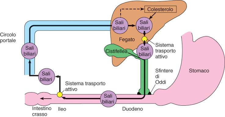 Circolo enteroepatico Il circolo entereopatico ricicla i sali biliari tra intestino e fegato e consente all organismo di usare i sali biliari più volte.