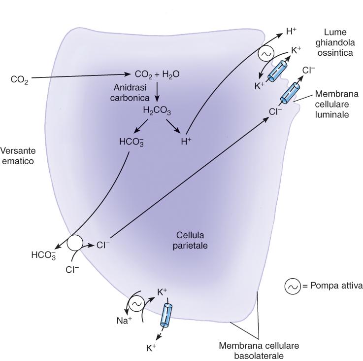 Cellule parietali Secrezione di HCl H + /K + -ATPasi (inibita da omeprazolo) Scambiatore Cl - /HCO 3 - Il