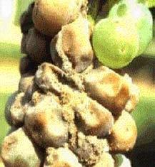 BOTRYTIS CINEREA Questo flagello tanto temuto dai produttori è avviato da piogge