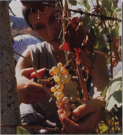 La raccolta manuale con cernita in vigna, risulta la