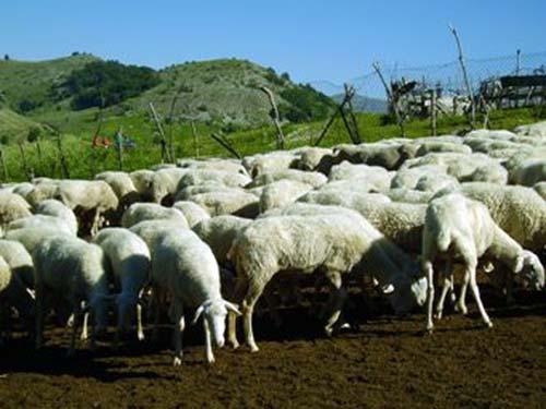 La pastorizia La pastorizia transumante, sin da tempi remoti, è stata