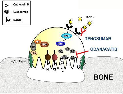 Prospettive Odanacatib (attualmente in Fase III): potente inibitore selettivo della catepsina K, cistein-proteasi espressa selettivamente negli osteoclasti, che gioca un ruolo essenziale nella