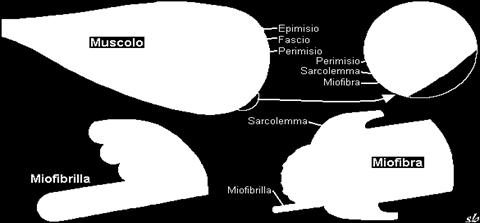 Costituenti il muscolo scheletrico - Acqua (circa il 75%) - Proteine (circa il 20%). Le più importanti sono la miosina e l'actina - Glicidi (0,5-1,5%).