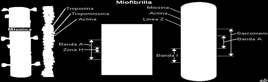 Ogni singola fibra muscolare può essere rappresentata come un sacchetto racchiuso da una membrana detta sarcolemma all interno del quale sono contenute le miofibrille, cioè dei bastoncini disposti