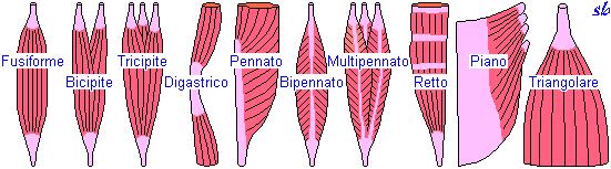 Caratteristiche del muscolo e delle fibre muscolari In relazione alla disposizione delle fibre e alla modalità di inserzione dei tendini, i muscoli del corpo presentano delle DIVERSE CONFORMAZIONI