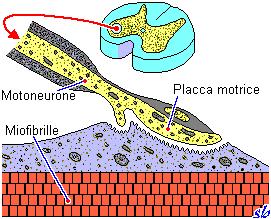 Meccanismo di Contrazione Cervello (cellule dell area motoria) Impulsi nervosi Corna anteriori del midollo spinale (Motoneuroni Alfa) Placca Motrice che all arrivo dello stimolo nervoso libera