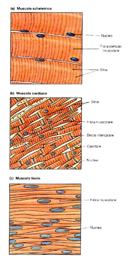 I tre tipi di muscolo a - Muscolo scheletrico E costituito da cellule multinucleate striate (per la presenza regolare di actina e miosina) ed è inserito sulle ossa dello scheletro.
