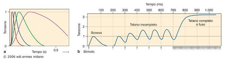 Sartorio di rana a 0 C Gastrocnemio di mammifero