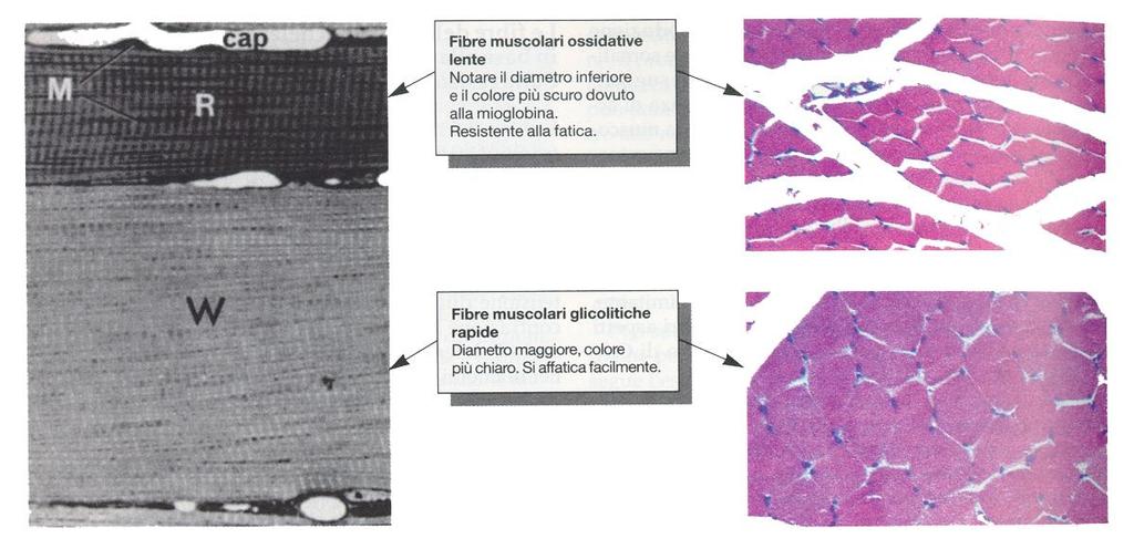 Fibre rosse e fibre bianche: questa classificazione è dovuta alla presenza o meno di mioglobina, una proteina che lega con alta affinità l