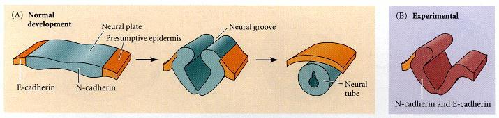 Formazione del tubo neurale ( neurulazione ) Molecole di adesione cellulare