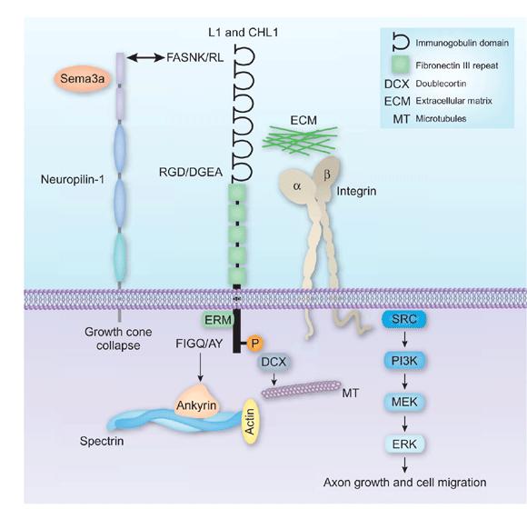 Doublecortin (DCX) e migrazione neuronale Doublecortin è una proteina associata ai microtubuli, implicata nella migrazione delle cellule