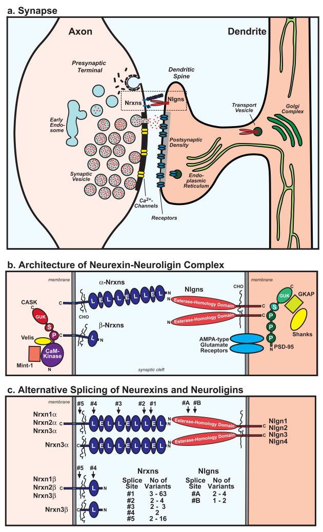 Neuroligine e formazione delle sinapsi Le neuroligine (NLGNs) sono proteine implicate nella formazione dei contatti