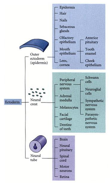 Principali derivati dell ectoderma Epidermide e suoi derivati - Creste neurali - sist.