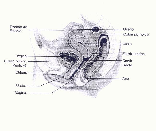 Il sistema di sospensione è un sistema passivo e fragile mentre il piano degli elevatori è molto più forte. Sono spesso stati nominati i visceri della pelvi che ora meritano una breve presentazione.