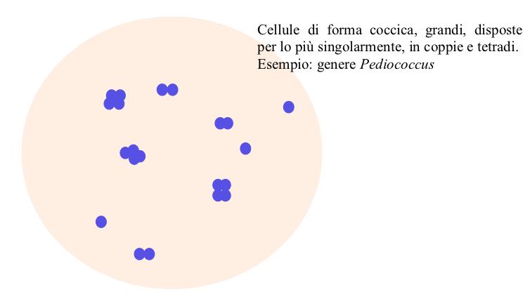 BATTERI LATTICI