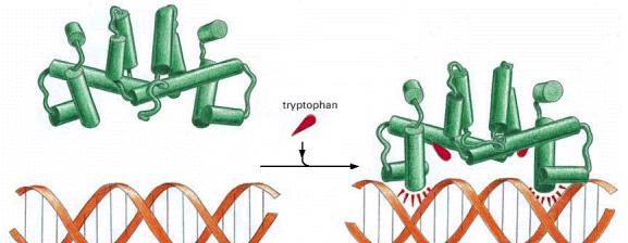 The binding of tryptophan to the tryptophan repressor protein changes the conformation of the repressor.