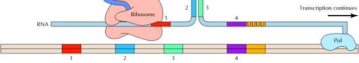 Under these conditions, the mrna regions designated 3 and 4 hybridize to form a stemloop structure that signals the termination of transcription.