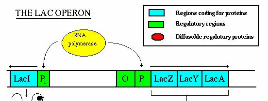 I = lac-repressor Z =