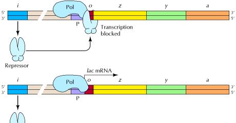 Negative control of the lac operon The i gene encodes a repressor which, in the absence of lactose (top), binds to the operator (o) and blocks transcription of the three structural genes (z,