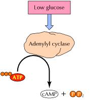 Positive control of the lac operon by glucose Low levels of glucose activate adenylyl cyclase, which