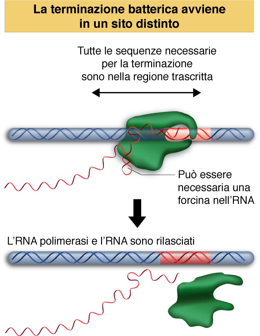 I geni batterici possiedono dei terminatori della trascrizione.