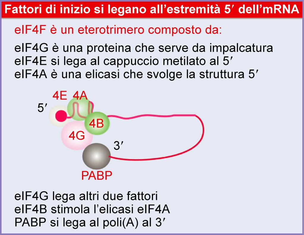 Il cap viene legato dal fattore di inizio della traduzione eif4f che contatta