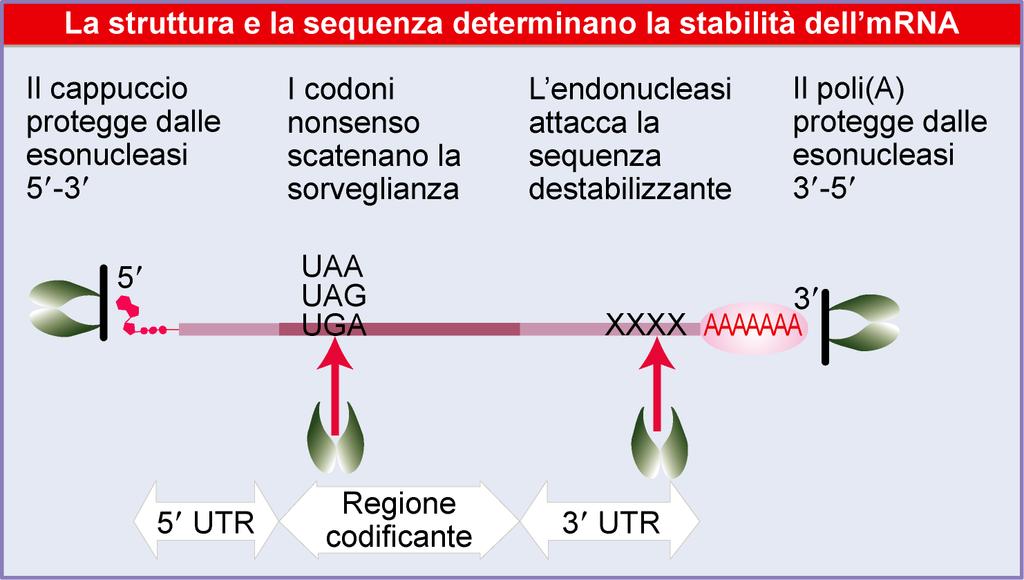 Cap e polia proteggono